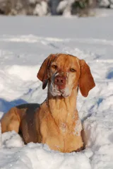 Foto Elia Wauzel (Hund)